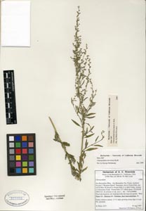 Herbarium Sheet of UCR 10745